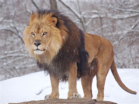 獅子住在哪裡|獅子(大型貓科類動物):物種學史,形態特徵,棲息環境,生。